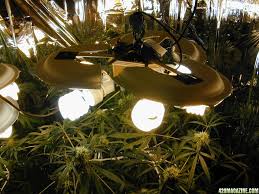 Different grow lights produce different spectrums of light. Can I Use A 60 Watt A19 Plant Light Bulb 420 Magazine