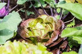 Gemüse, das sie im winter ernten, lässt. Nachschub Im Gemusegarten Bei Uns Wird Durchgeerntet Kohlrabi Pflanzen Salat Pflanzen Pflanzen