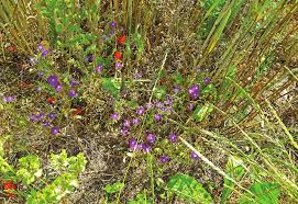 Image result for Thesium wilczekianum