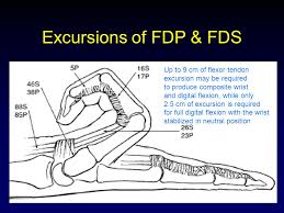 The vascular anatomy of the flexor digitorum profundus (fdp) tendon insertion is described by using a vascular injection and modified spalteholtz tissue clearing protocol in 36 human cadaver digits. Flexor Tendon Injuries Ppt Video Online Download