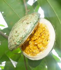 Image result for Voacanga chalotiana