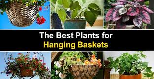 I have one of those hanging basket with coco liner laying around, i think i can try with the similar plants. The Best Plants For Hanging Baskets Flowers And Other Plants
