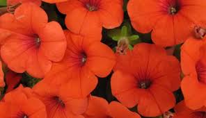 Bildresultat fÃ¶r flores anaranjadas de mayo