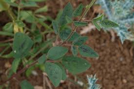 Image result for Desmodium tortuosum