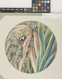 Image result for Pandanus chiliocarpus