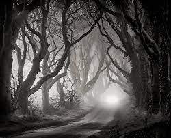 The Dark Hedges Black And White Landscape Landscape Photography Trees Dark Hedges