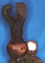 Image result for Hydnoraceae