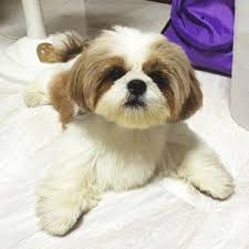 Daily walks and periodic grooming are both important for this breed. Love The Face Groom Beautiful Markings Shih Tzu Haircuts Shih Tzu Dog Shih Tzus