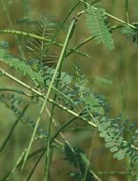 Image result for Sesbania pachycarpa