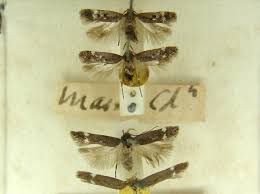 Image result for Bryotropha similis