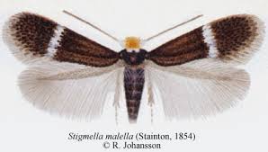 Image result for Stigmella arbusculae