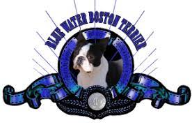 We look forward to helping you find your next family member. Home Blue Water Boston Terriers