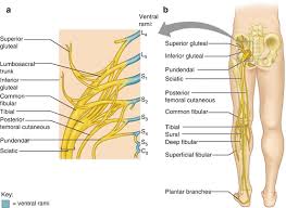 In this video i'm gonna give you an overview of the course. Clinical Anatomy Of Lower Extremity Springerlink