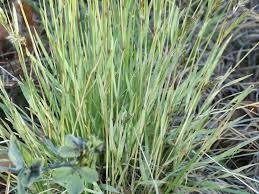 Image result for Anthoxanthum