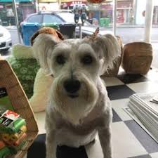 Let us know what you need, and we'll put you in touch with our best local pet grooming professionals. Best Cheap Dog Grooming Near Me June 2021 Find Nearby Cheap Dog Grooming Reviews Yelp