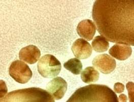 New Fungal Genome-Editing Tool May Advance Cancer Treatments
