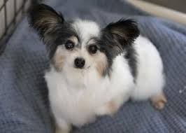 Black And White Papillon Shih Tzu Mix Adopt Wayne In 2020 Small Dog Rescue Rescue Dogs Dogs