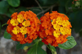 Image result for Verbenaceae