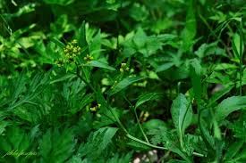 Image result for Rorippa nudiuscula