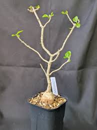 Image result for Hymenodictyon parvifolium