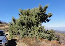 Image result for Cyphia erecta