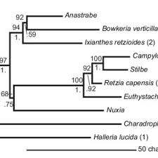Image result for Stemodiopsis buchananii