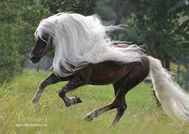 12 Freakishly Long Manes Tails Pretty Horses Horses Animals