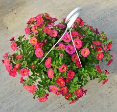 Image result for calibrachoa million bells
