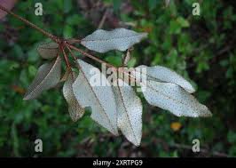 Image result for Croton pseudopulchellus