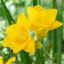 Freesia Flower Garden Best Flower Wallpaper