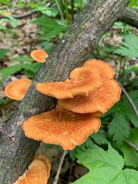 Maybe you would like to learn more about one of these? Mushroom Hunting In Wisconsin