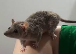 Simple Guide From Acquiring To Caring For Short Tailed Opossums Small Furry Pets