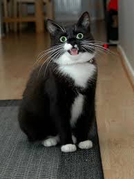Black And White Tuxedo Cat Jason Short Haired Black And White Tuxedo Cat With Green Eyes Cutecats Cat Facts Pretty Cats Crazy Cats