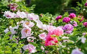 Non t'amo come se fossi rosa di sale, topazio o freccia di garofani che propagano il fuoco: Luoyang In Central China Broadcasts Blooming Of Peonies Online Cgtn