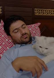 Persian Cats Price in Pakistan Price Chakwal