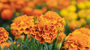 Image result for tagetes)