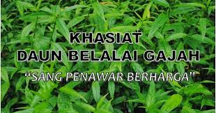 Belalai gajah sangat membantu pengobatan orang yang mengalami gagal ginjal. Khasiat Belalai Gajah Tumbuhan Herba
