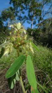 Image result for Grona barbata