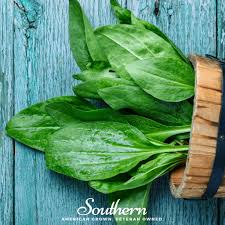 Image result for Plantago