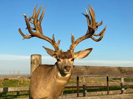 Deer fanatics should never start scouting myself, under the radar, doing my best to back trail, i jumped a buck right beside. Mule Deer Saskatchewan Wildlife Federation