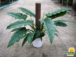 Plant database entry for philodendron 'jungle boogie' with 2 images and 15 data details. Totem Morning Dew Tropical Plants