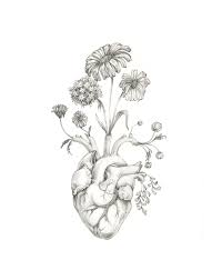 The staminate (male) flowers are without either calyx with corolla; Illustration Anatomical Heart Flowers Illustration Of Many Recent Choices