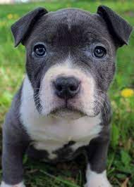 Blue Nose Pitbull Puppies For Sale Blue Nose Pitbull Breeders Baby Pitbulls For Sale Pitbull Puppies For Sale Blue Nose Pitbull Puppies Blue Nose Pitbull