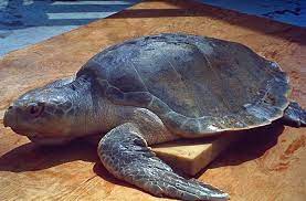 The kemp's ridley turtle is the world's most endangered sea turtle. Sea Turtle Wikipedia