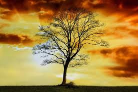 El Arbol De La Vida Albina Bosch