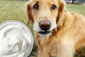 Discover meijer's amazing finds at low prices. Can Dogs Eat Greek Yogurt Golden Retriever Love