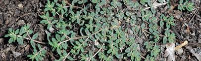Ground cover plants are often chosen for aesthetic considerations, such as to introduce new colors or textures into a landscape. Help With Weed Identification Melinda Myers