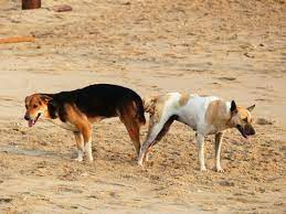 If you try to intervene, . Why Dogs Get Stuck During Mating And Why You Should Not Hit Them During This Process By Mannu Chouhan Aug 2021 Medium
