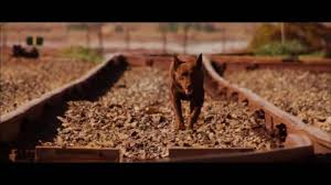 The Official Red Dog Trailer Dog Movies Dog Trailer Red Dog