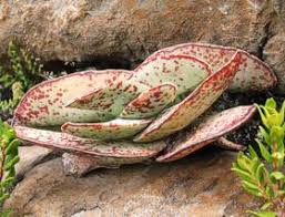 Image result for Crassula perfoliata